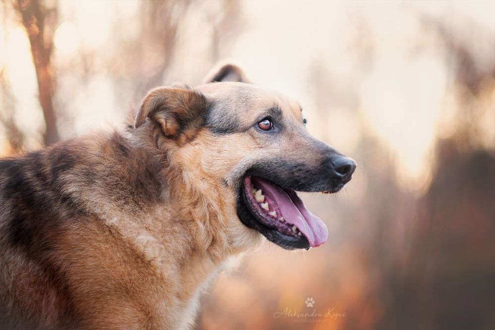 owczarek Bobik 10 lat