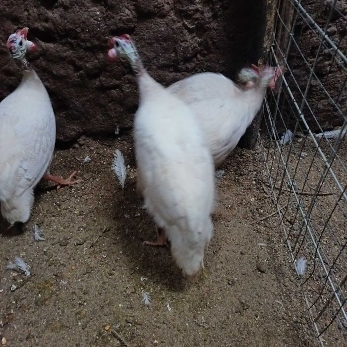 Ovos de fraca branca / galinhas de Angola brancas pequenas / cocós