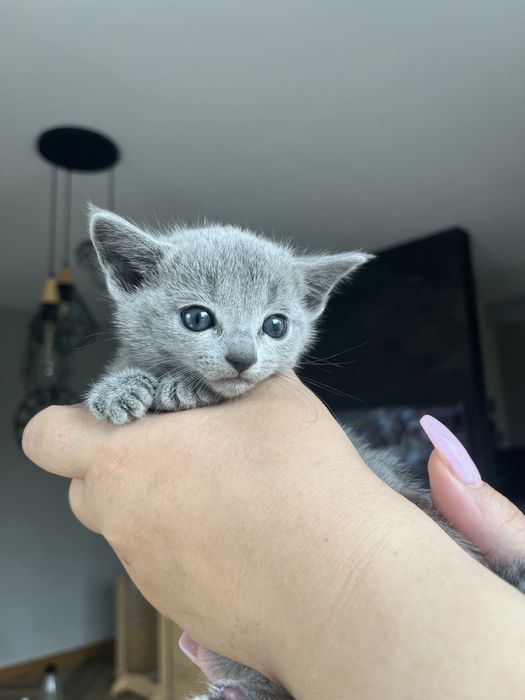 Kot rosyjski niebieski