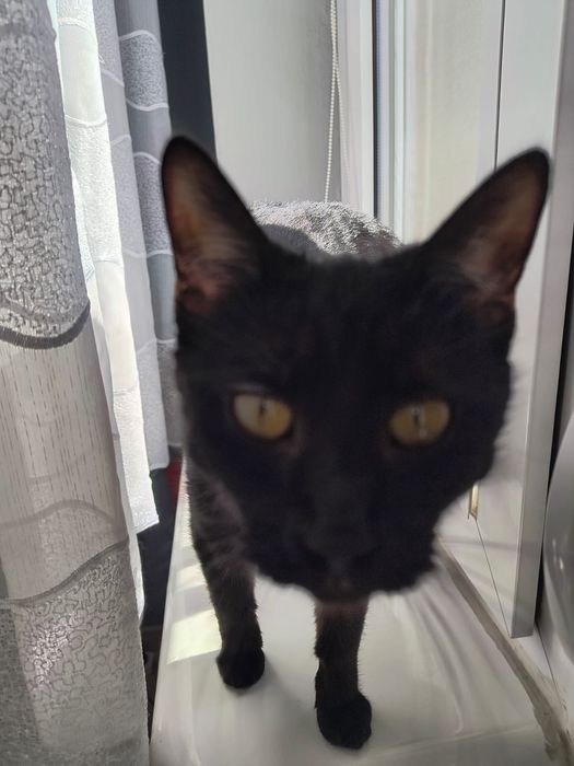 Młoda czarna koteczka