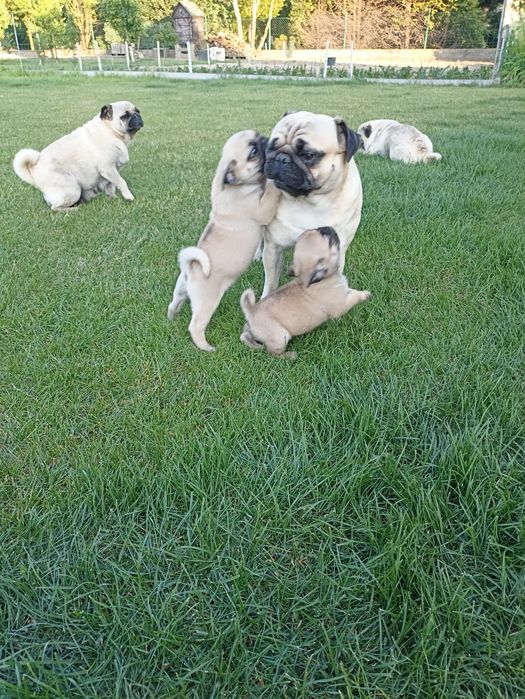 Sprzedam piękną sunie Mopsa