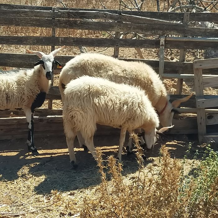 Borregas algarvias