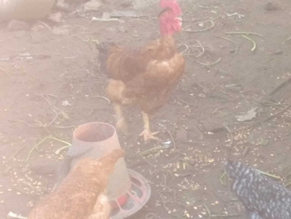 Galosl criados no campo otimos para seu natal