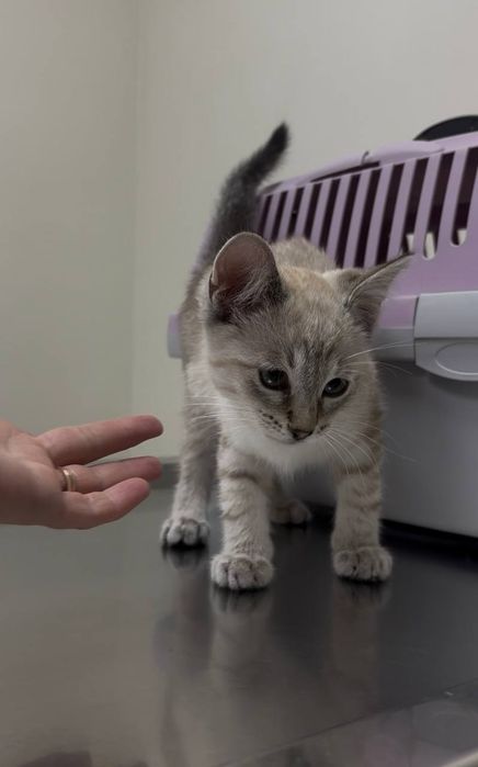 кошенята  дівчата неймовірні