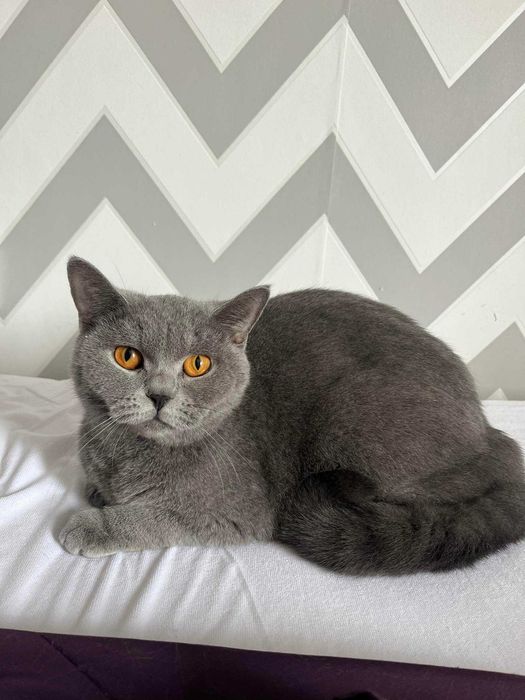 kotka brytyjska do hodowli FPL lub WCF