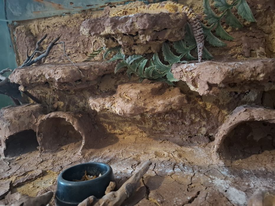 Gekon lamparci z terrarium