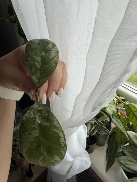 Hoya deykeae morning dew