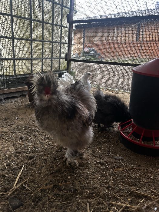 Kogut silka z tego roku