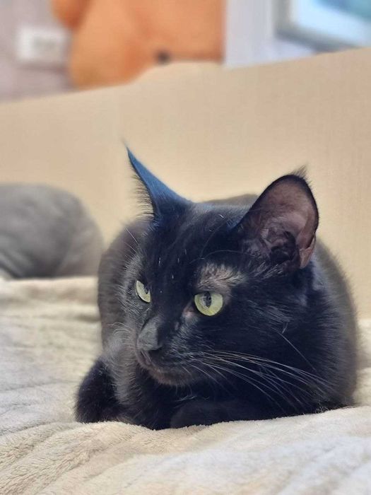 Віддам кота в добрі руки