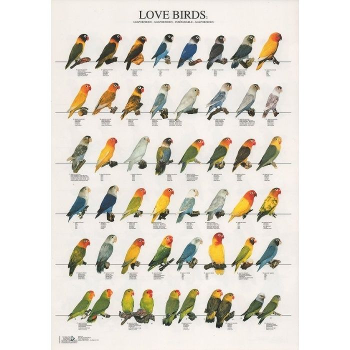 Cartaz poster de aves, passaros, nomes em varias linguas, mutações