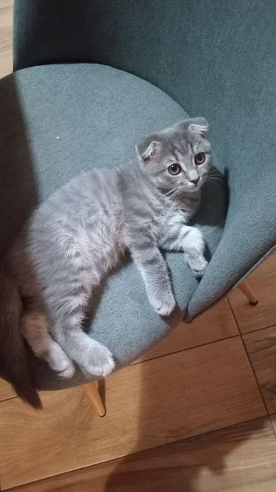 Вислоухий котик 3 місяці