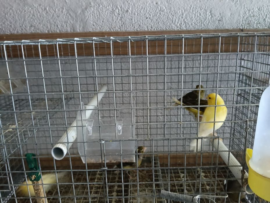 Canários 2024 fêmeas alecrins