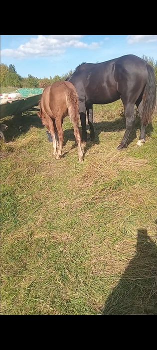 Продам лошака, гарних коней