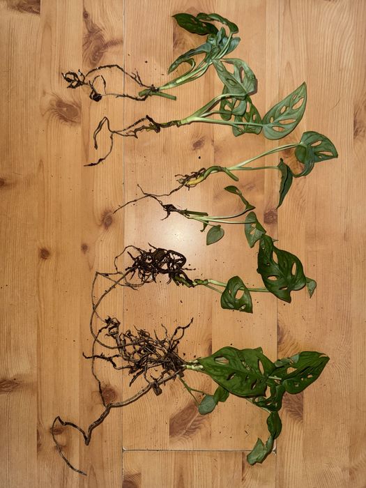 ODDAM ZA DARMO sadzonki monestry monkey mask