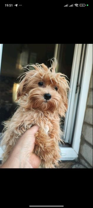 Щенки Мальтипу мелкий стандарт ред