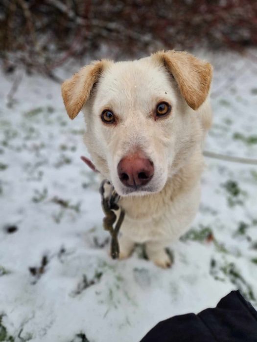 Biszkopt do adopcji Schronisko Sokołów