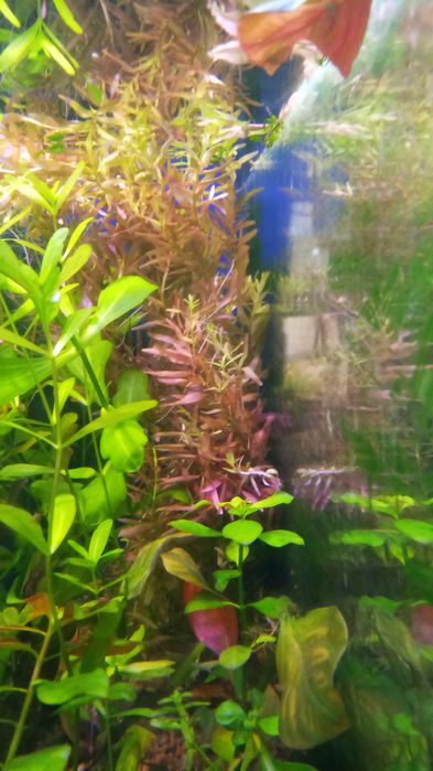 Аквариумные растения