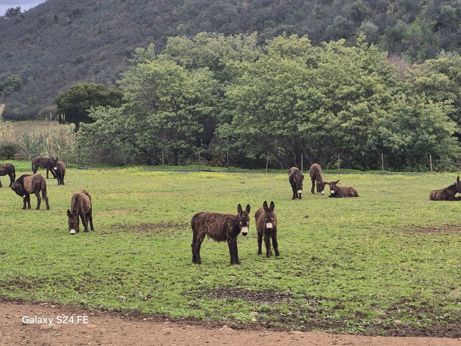 Burros Mirandeses Puros