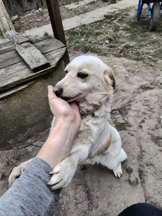 Piesek za darmo oddam