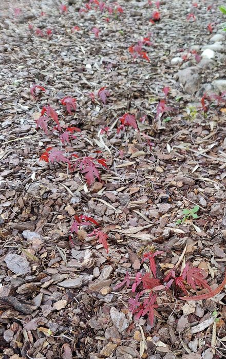 Semente germinação Acer Acers Bordo japonês Palmatum arvore planta