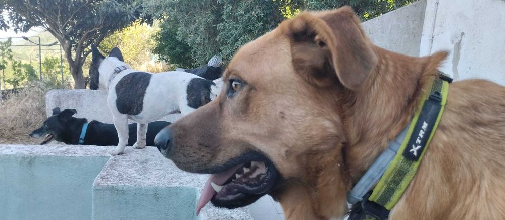 Petsitting Familiar410030104579952644