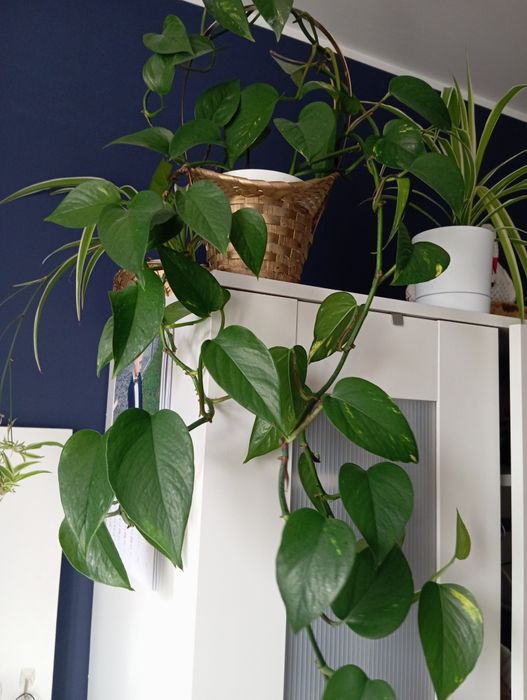 Kwiat emporium w koszyku