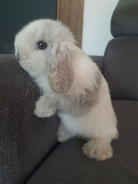 Króliki baranek miniaturka  mini lop , Cena CAŁKOWITA.