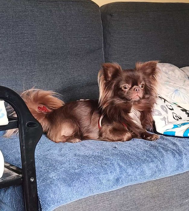 Piękny czekoladowy długowłosy chihuahua krycie