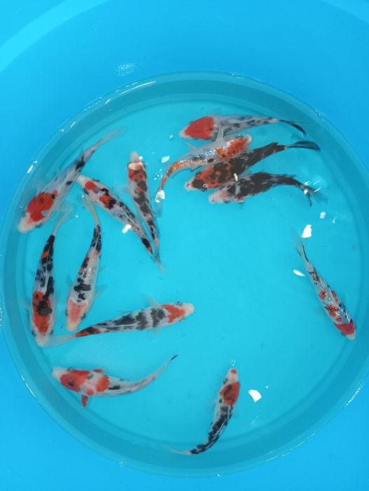 Carpas koi tricolor
