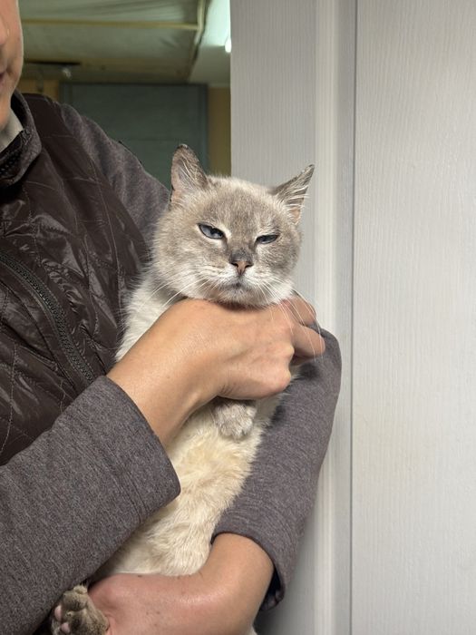 Кошечки с фронтовых мест, возрастные