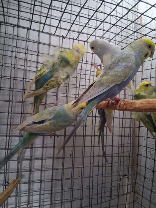 SÓ AMANHÃ  2 CASALINHOS  de piriquitos arco íris