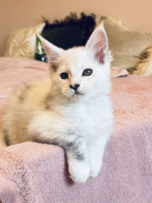 Ogromna kotka maine coon srebrna shaded