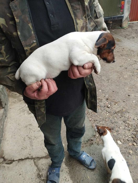 Собачки породи Джек Рассел