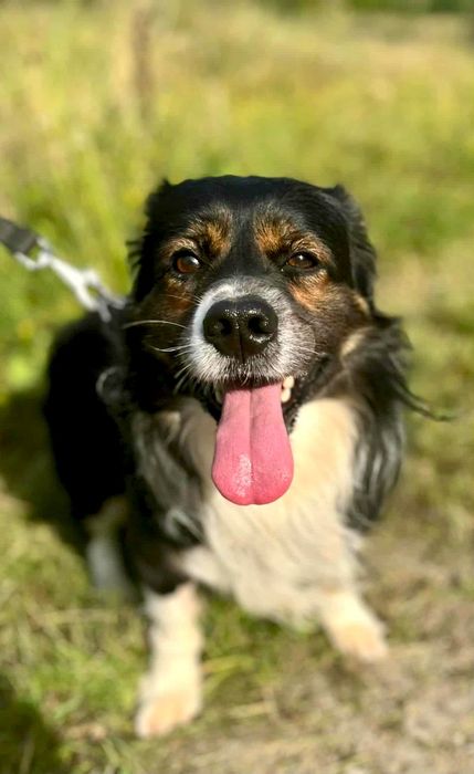 Kokos prosi o dom ...