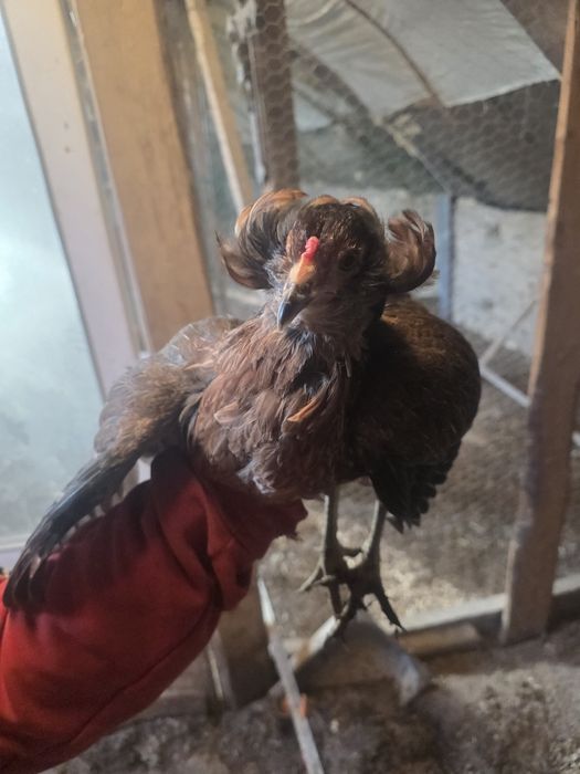 rosy  silki  araukany naturalne ekologiczne kury