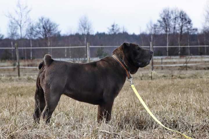 Shar pei dla doświaczonych opiekunów