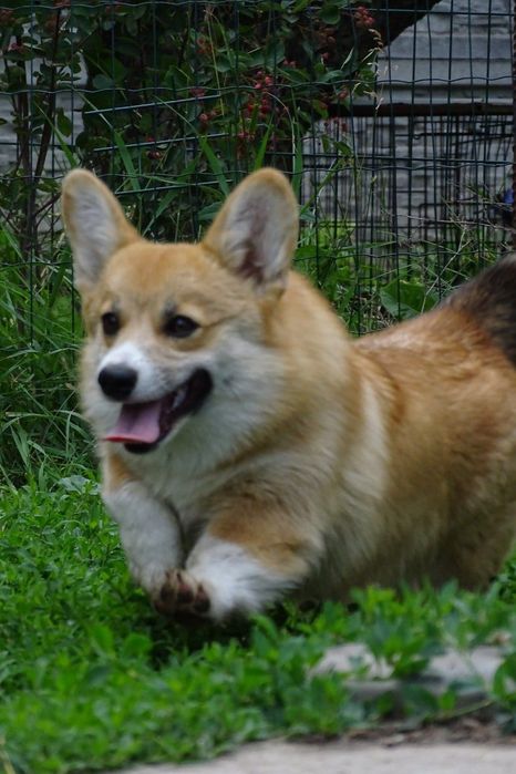 Перспективна коргі