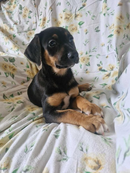 Zwierzęta szczeniaki do adopcji