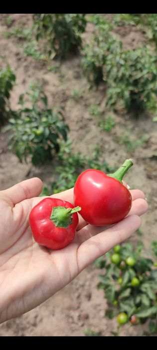 5kg papryczkaCZEREŚNIOWA papryka do nadziewania
