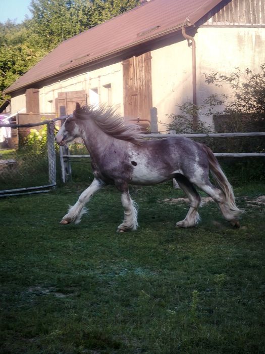 Anakin - wałaszek  irish cob (tinker / gypsy cob) 2024