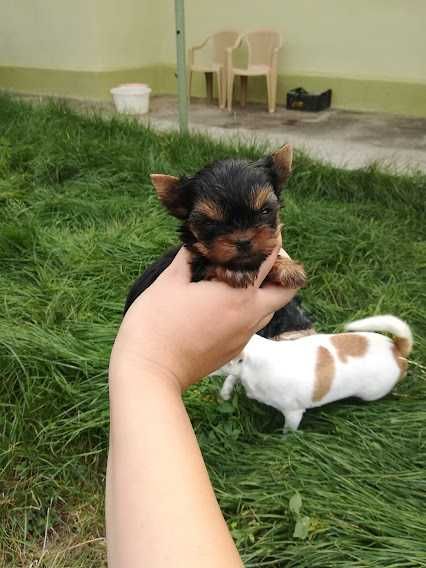 Пухнастик для тих, хто хоче справжнього друга!