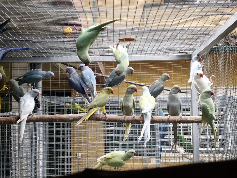 Ring necks de várias mutações