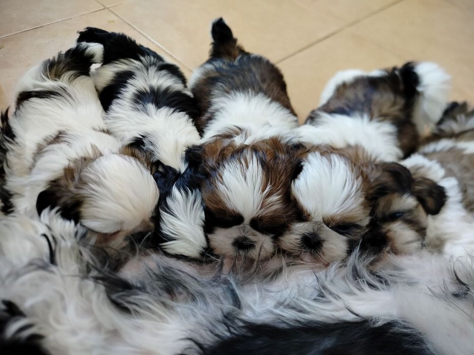 Шитцу, 4 хлопчики 1 дівчинка