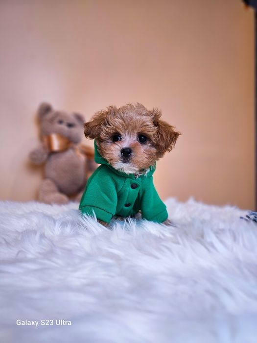 Кому мальтипу хлопчики та дівчата?