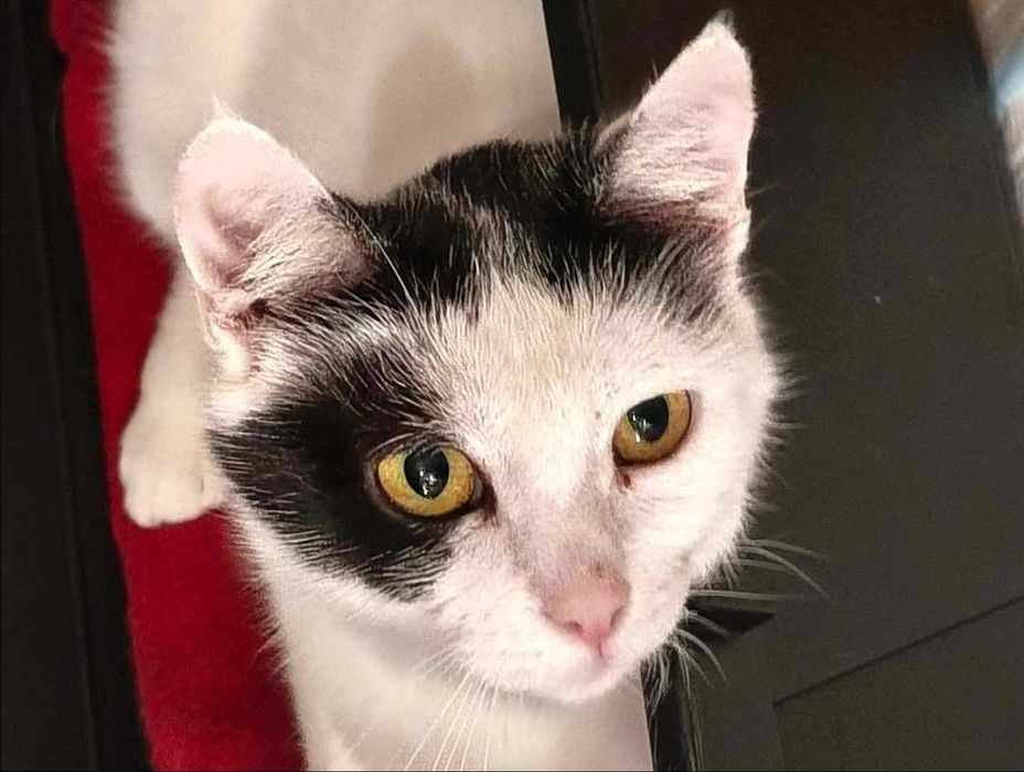 Poznaj Śnieżkę – delikatną, białą damę z sercem pełnym czułości