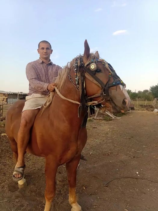 Продам жеребца дата.12.04.2023року