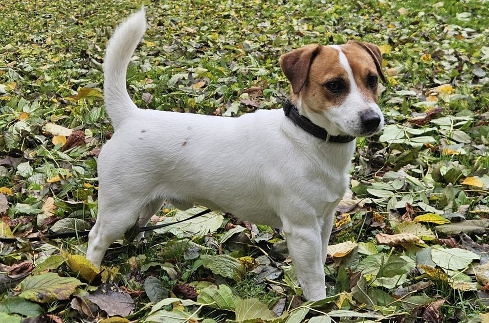 Piekny piesek Jack Russell ZKwP FCI