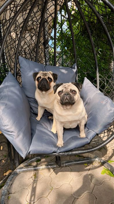 Преміальні цуценята Мопса