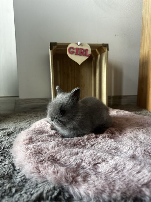 Piękne Karzełki Teddy Długowłose Miniaturki