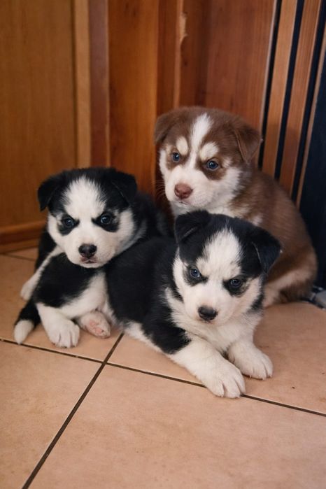 Syberian Husky suczka